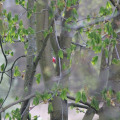 20170415192320-IMG_2704
