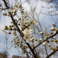 20190319100244-20190319_100244