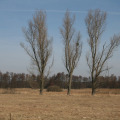 20110313113643-img_0898