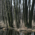 20110313120526-img_0938