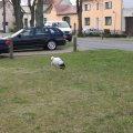 20120408105752-bild_174
