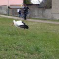 20120408105951-bild_178