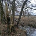 20121226144017-bild_403