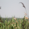20140608094216-IMG_1777