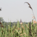 20140608094228-IMG_1779
