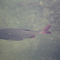 20140608095544-IMG_1836