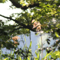 20140608100224-IMG_1864