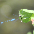 20140608100428-IMG_1870