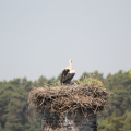 20140608103255-IMG_1910