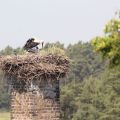 20140608103451-IMG_1926