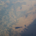 20141004105818-IMG_3662