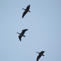 20141004110734-IMG_3737