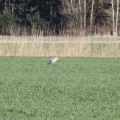 20150406101902-IMG_4975