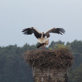 20160531171712-IMG_0534