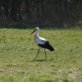 20200322114911-IMG_0229