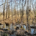 hdr
