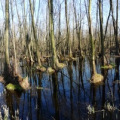 20200324152346-IMG_20200324_152344