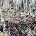 hdr