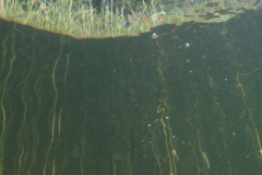 Stechlinsee
