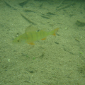 DSC09433